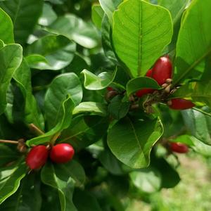 Get to Know Miracle Berry