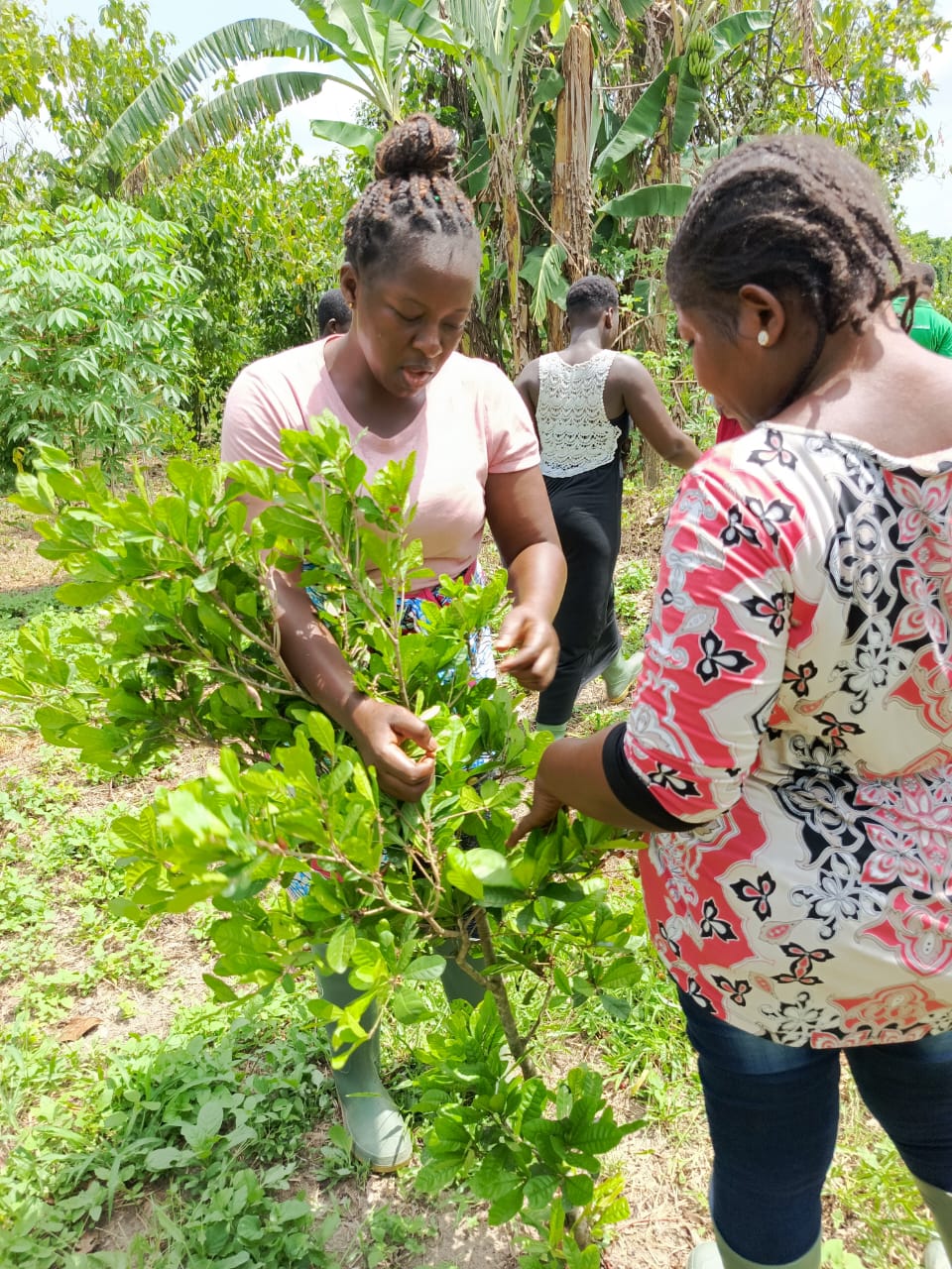 Fresh Miracle Berries