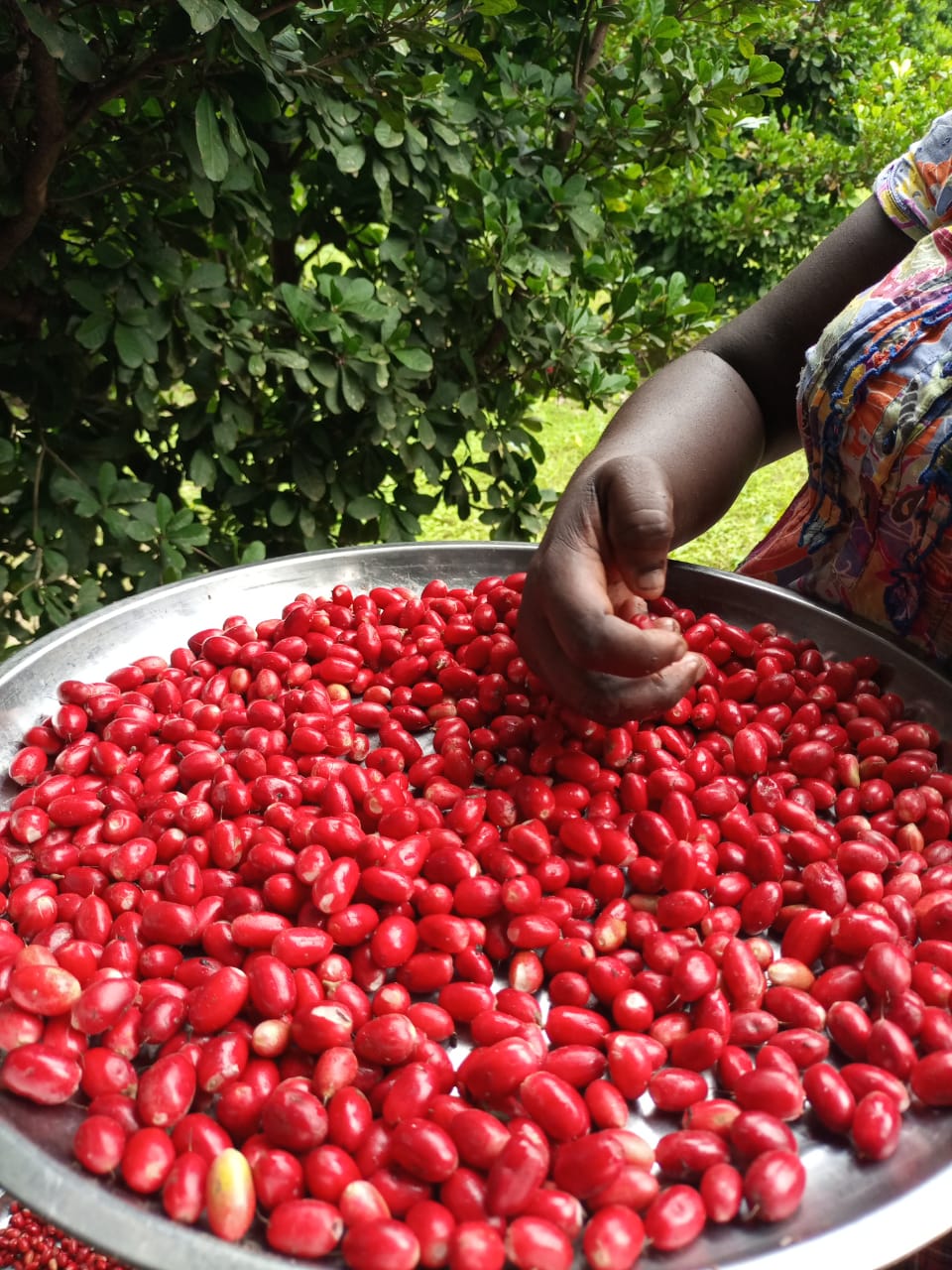 Miracle Berry Plantation